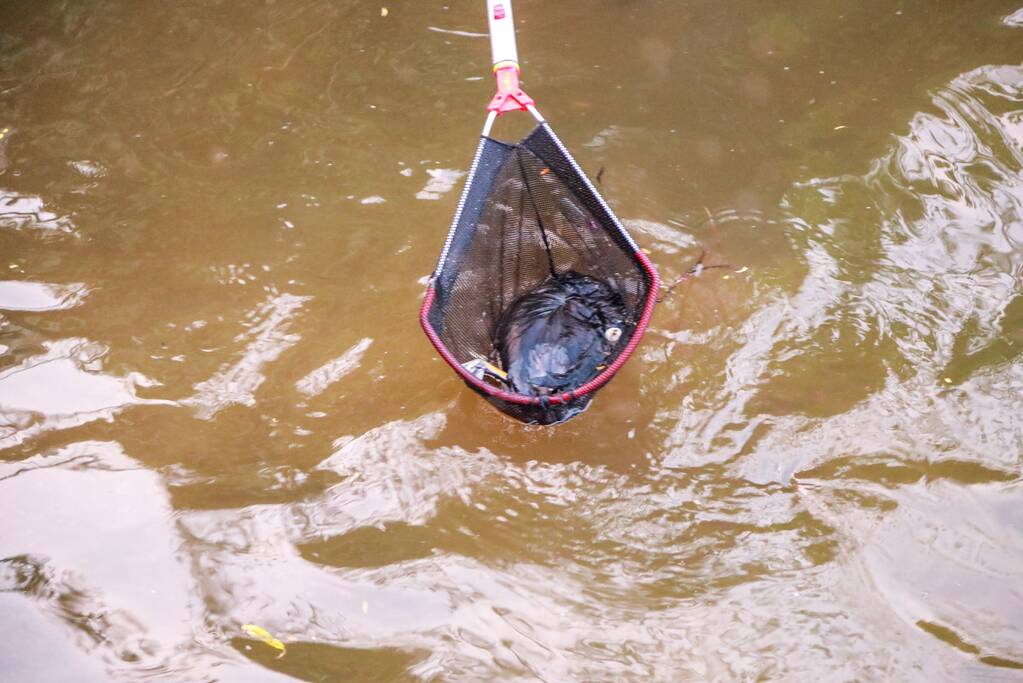 Dode meerkoet-moeder uit nest gehaald