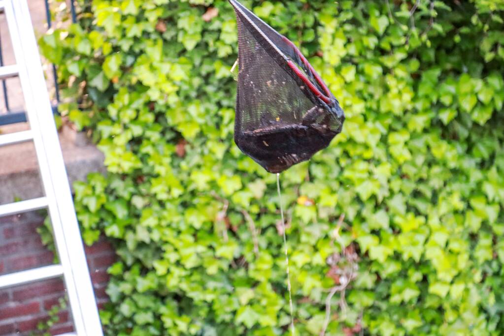 Dode meerkoet-moeder uit nest gehaald