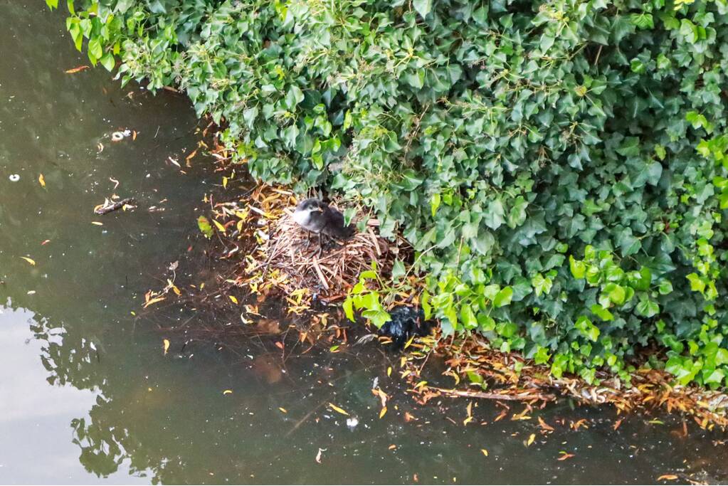 Dode meerkoet-moeder uit nest gehaald