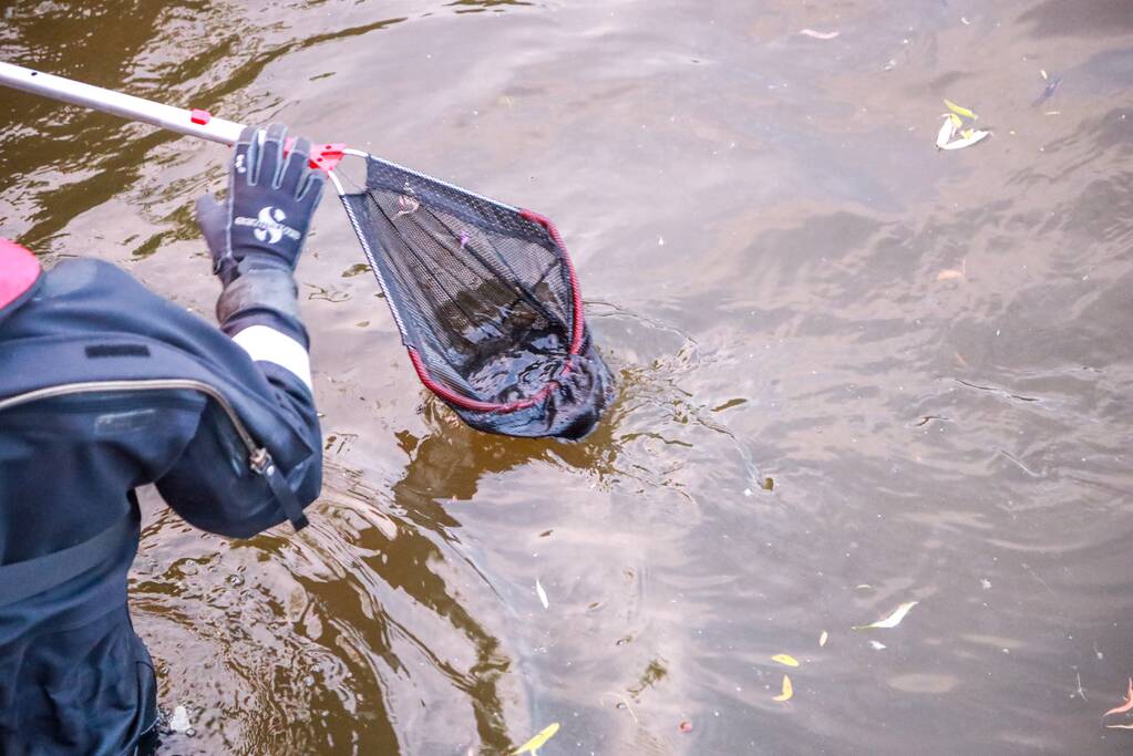 Dode meerkoet-moeder uit nest gehaald