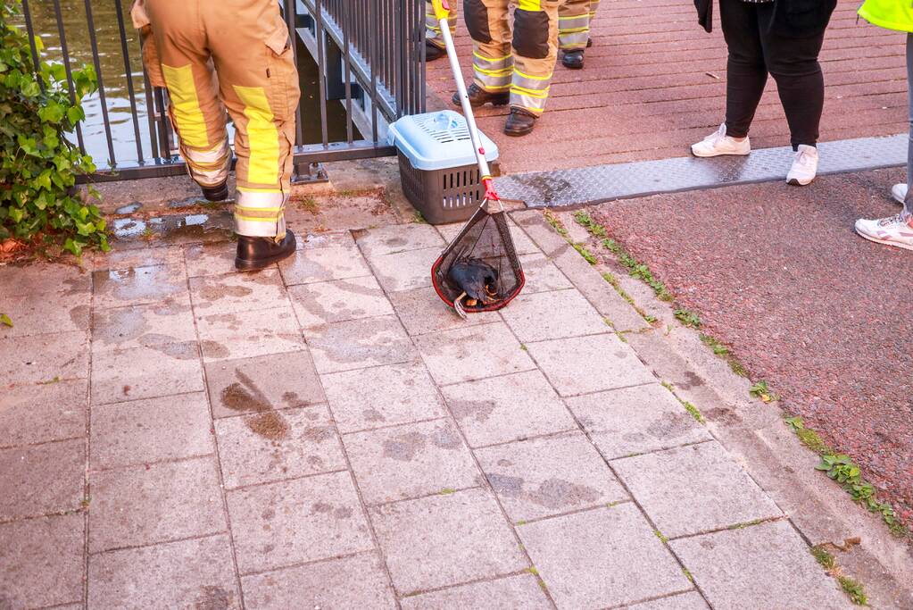 Dode meerkoet-moeder uit nest gehaald