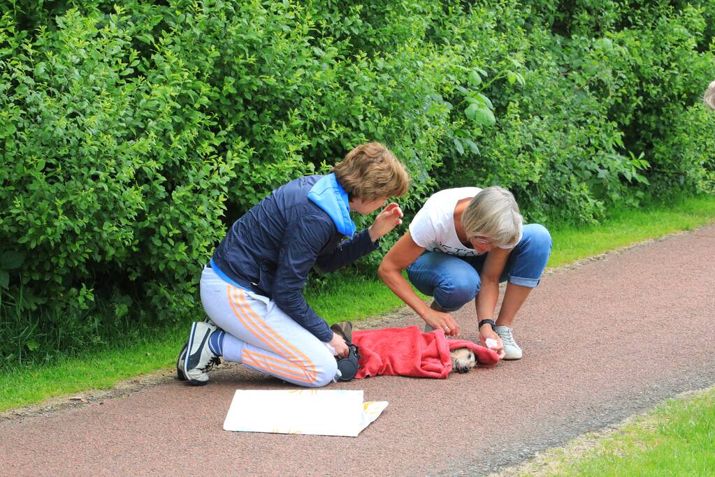 Hondje aangevallen door uitgebroken herder