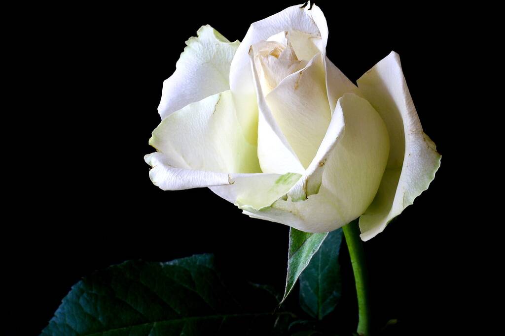 Herdenkingsbijeenkomst omgekomen Marwan (15)