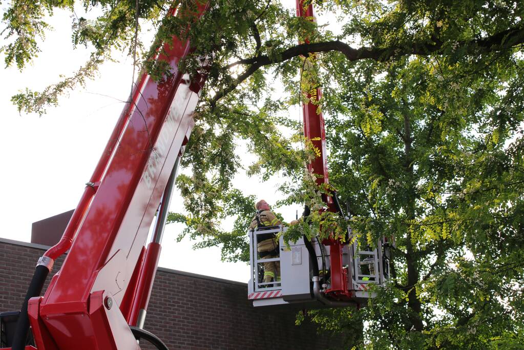 Poes wordt gewekt door de brandweer en vlucht het dak op
