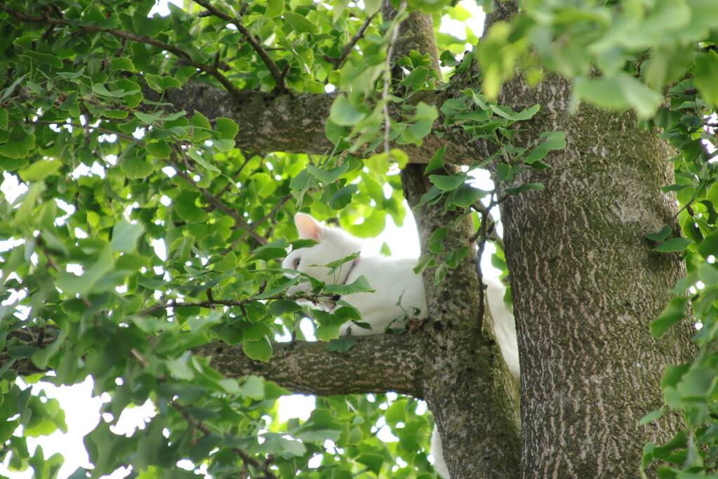 Poes wordt gewekt door de brandweer en vlucht het dak op