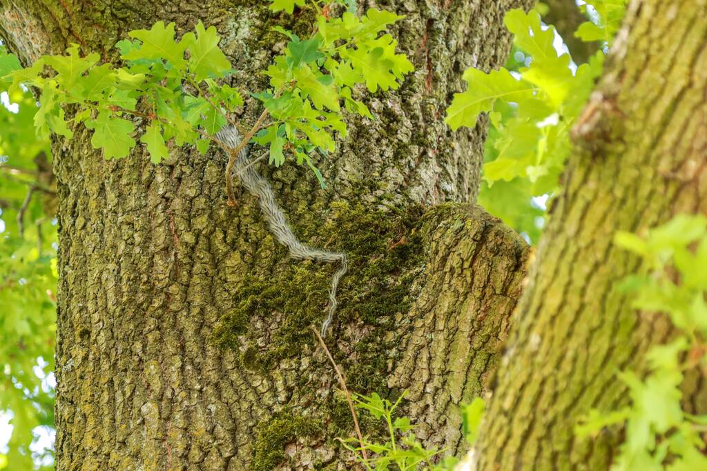 Volop eikenprocessierups gesignaleerd