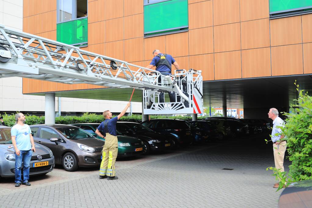 Vogel vliegt tegen raam en zit vast