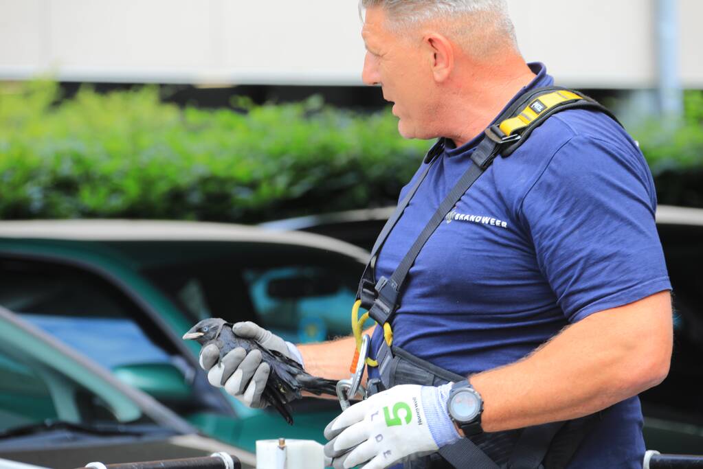 Vogel vliegt tegen raam en zit vast