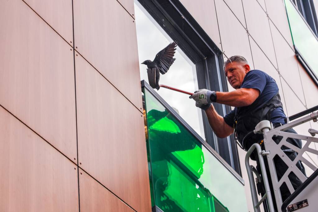Vogel vliegt tegen raam en zit vast