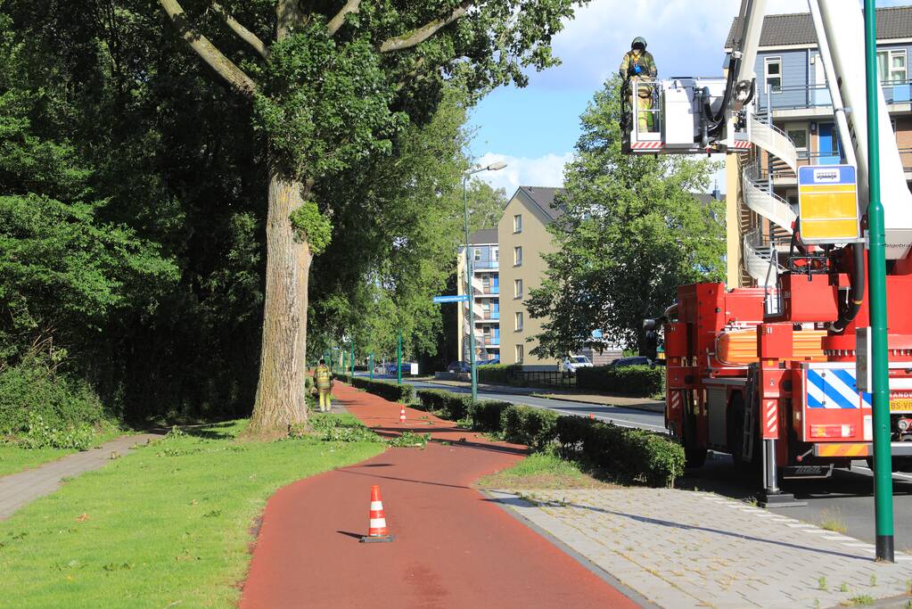 Meerdere levensgevaarlijk takken verwijderd
