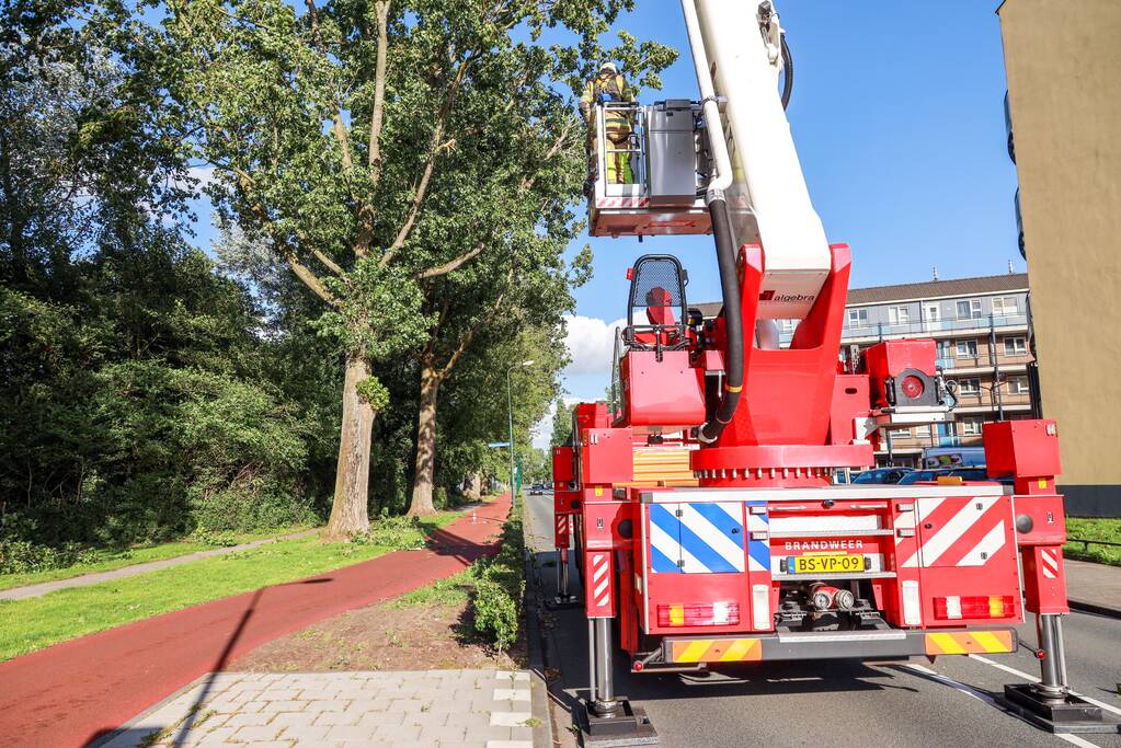 Meerdere levensgevaarlijk takken verwijderd