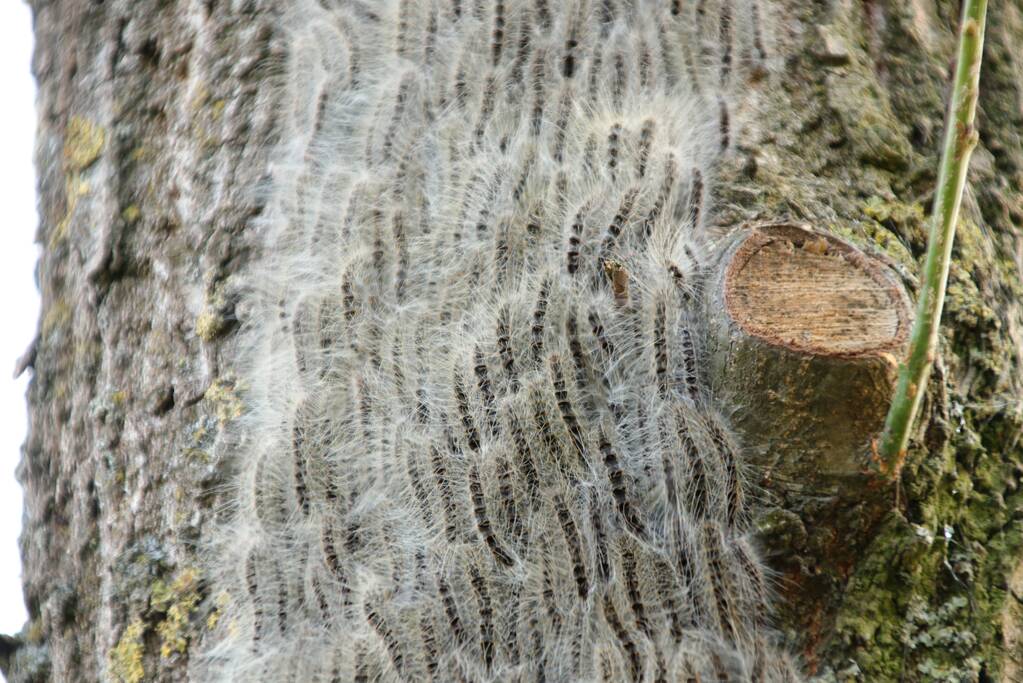 Eikenprocessierups ook in Barneveld