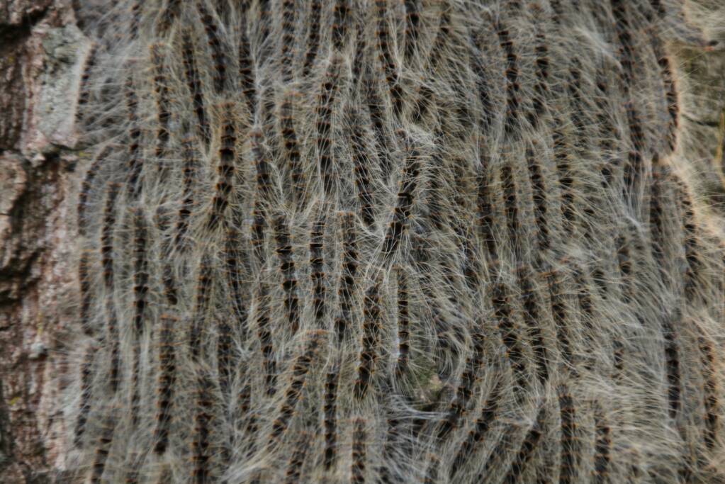 Eikenprocessierups ook in Barneveld