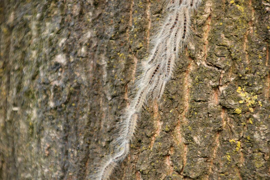 Eikenprocessierups ook in Barneveld