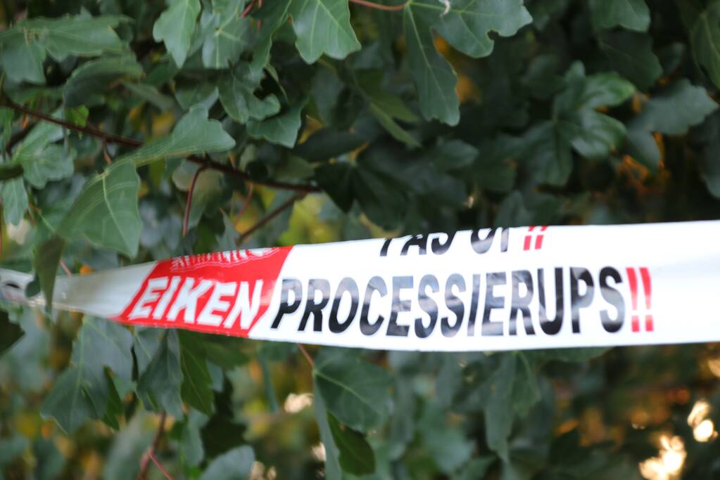 Eikenprocessierups ook in Barneveld