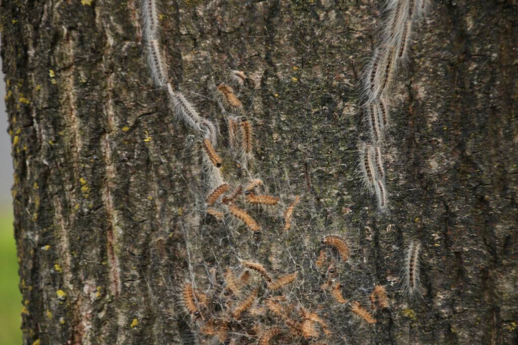 Eikenprocessierups ook in Barneveld