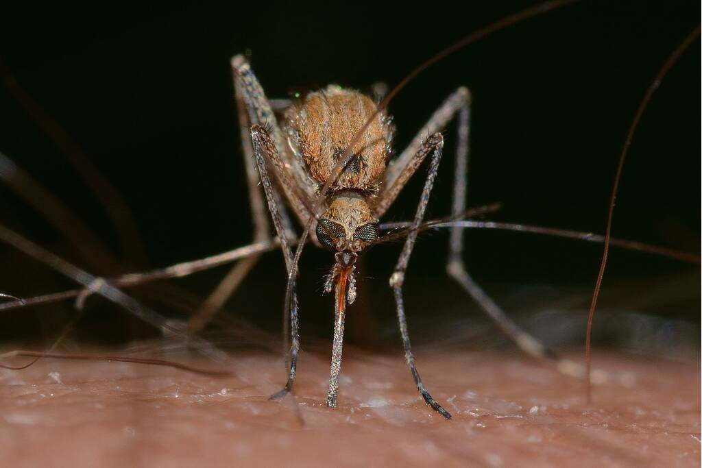 Aankomende dagen veel muggen op komst
