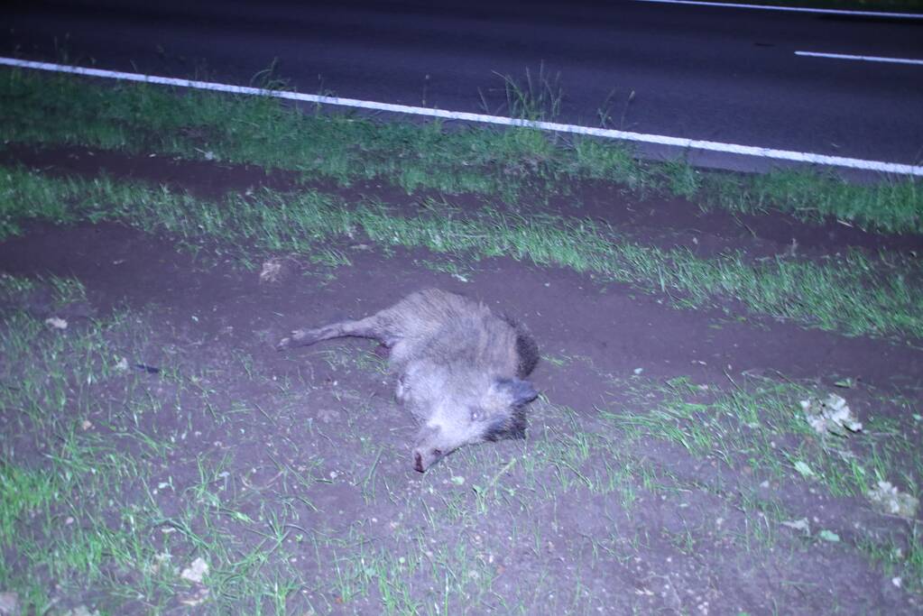 Overstekend zwijn overleden na aanrijding