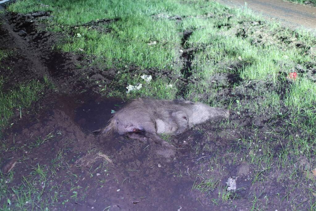 Overstekend zwijn overleden na aanrijding