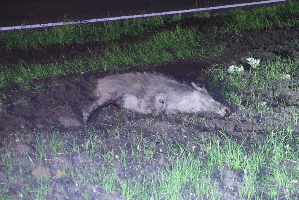 Overstekend zwijn overleden na aanrijding