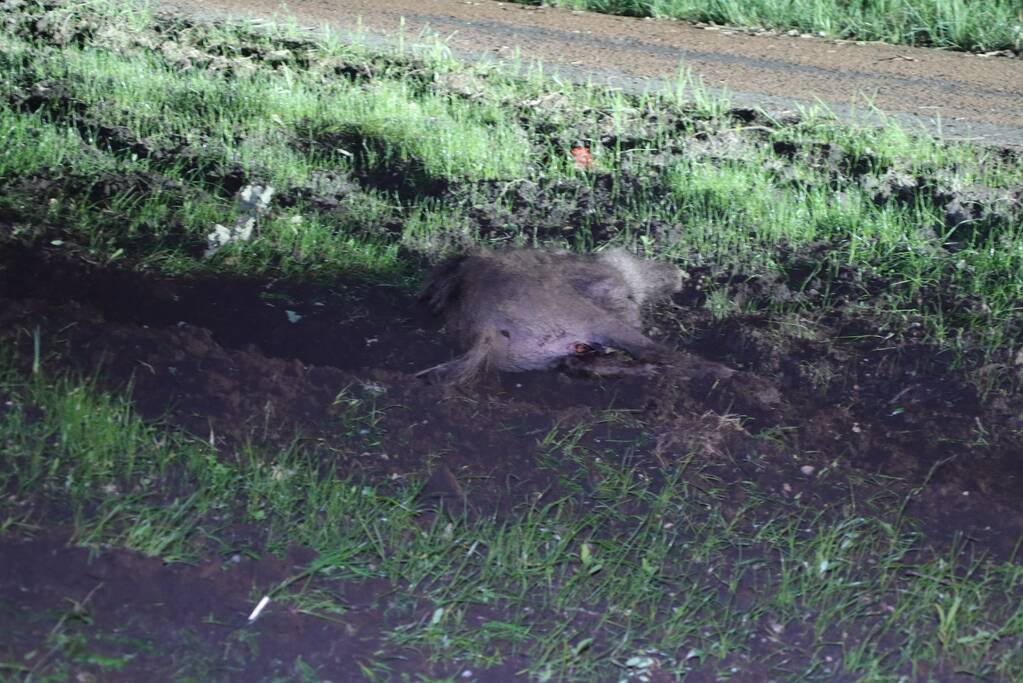 Overstekend zwijn overleden na aanrijding