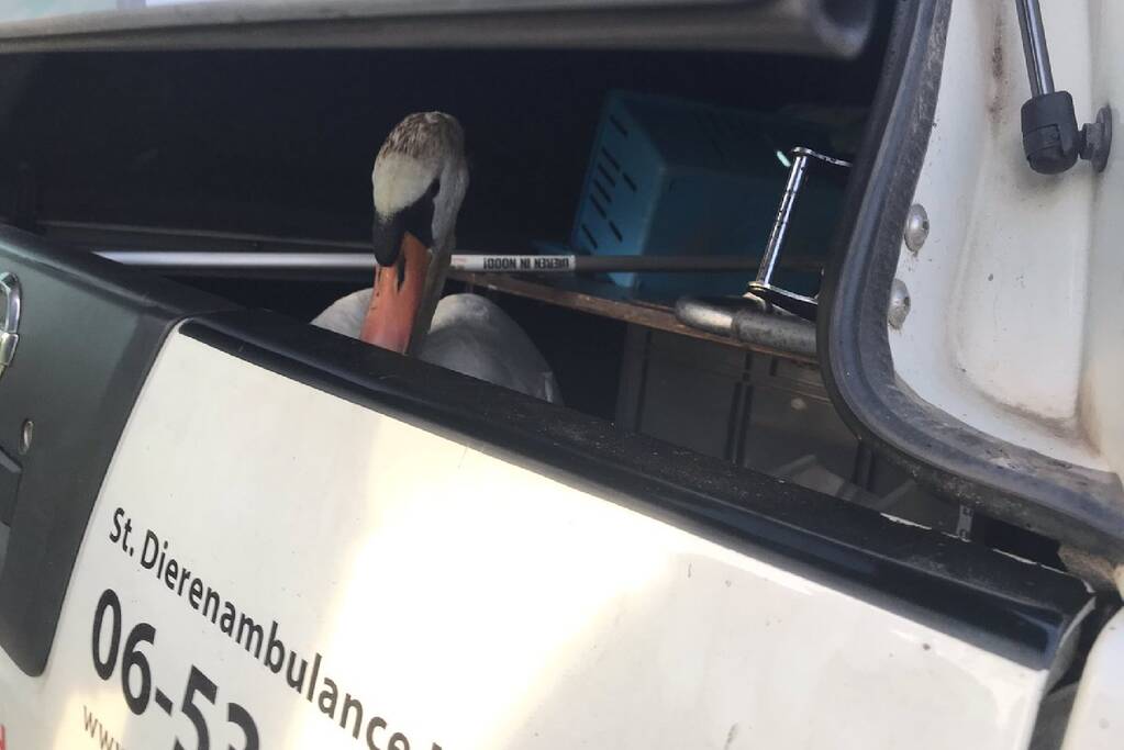 Familie Zwaan in de berm gehouden
