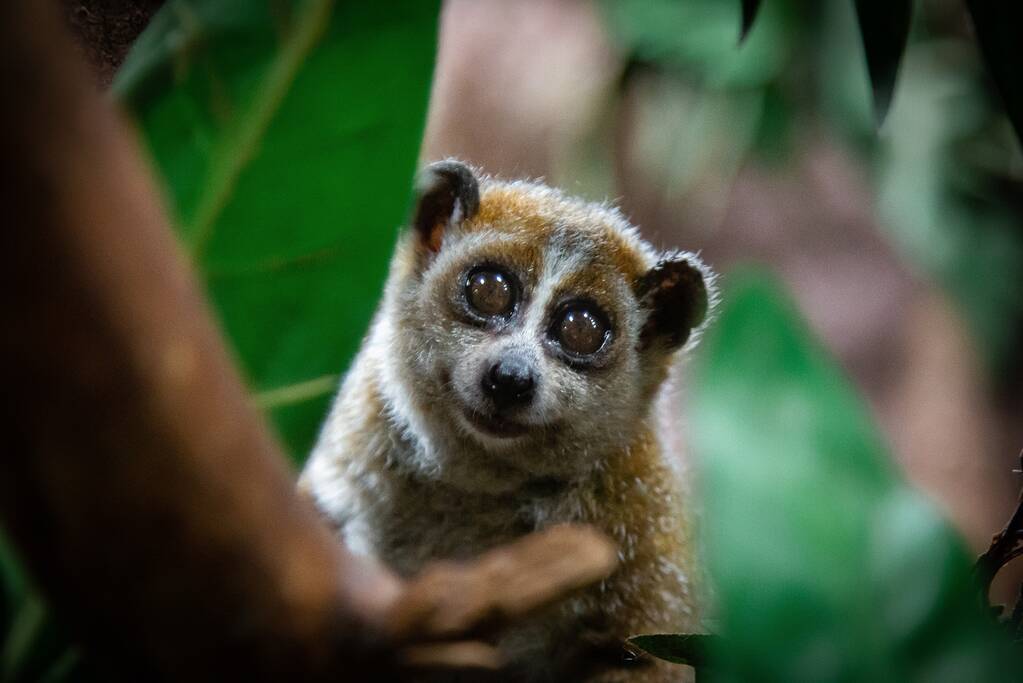 DierenPark Amersfoort verwelkomt plompe lori