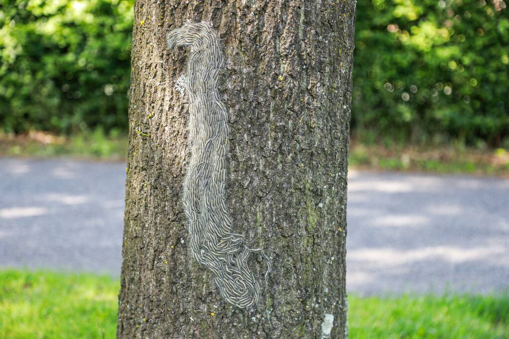 Meer overlast eikenprocessierups door noodweer