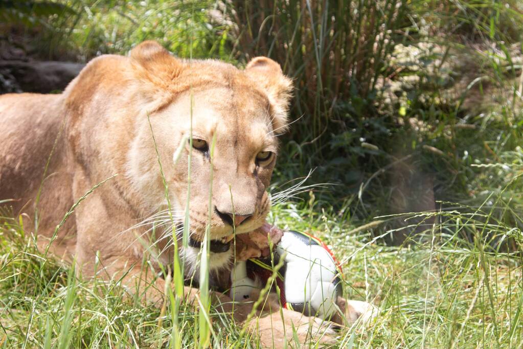 Leeuwinnen in DierenPark Amersfoort trappen halve finale vrouwenvoetbal af