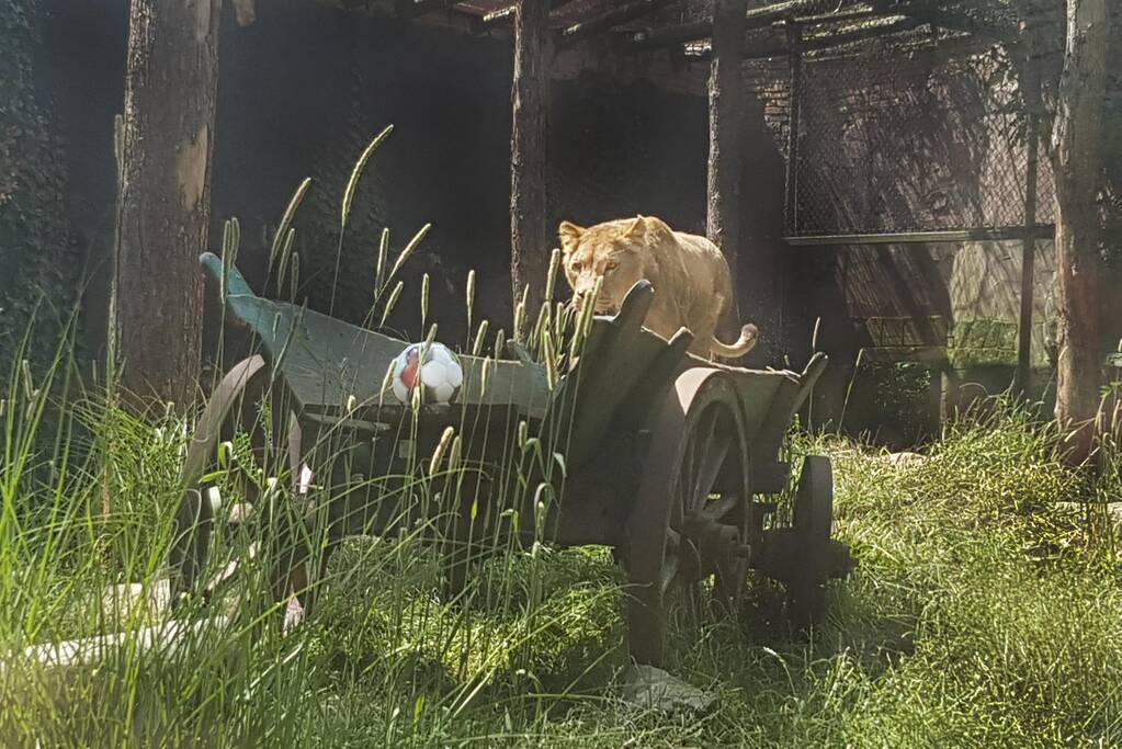 Leeuwinnen in DierenPark Amersfoort trappen halve finale vrouwenvoetbal af