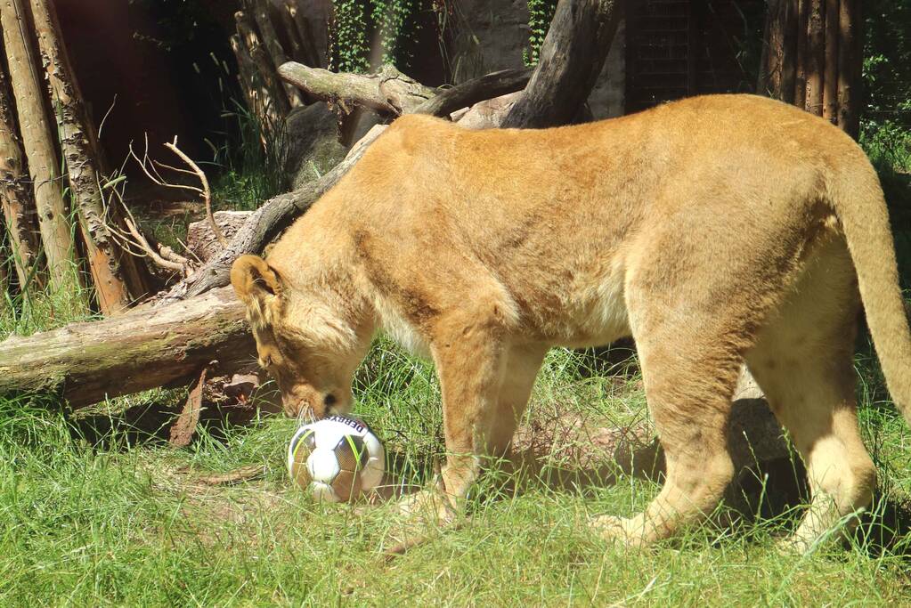 Leeuwinnen in DierenPark Amersfoort trappen halve finale vrouwenvoetbal af