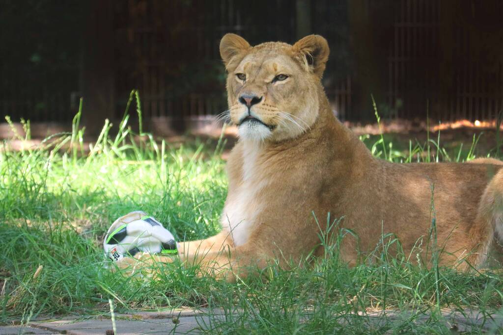 Leeuwinnen in DierenPark Amersfoort trappen halve finale vrouwenvoetbal af