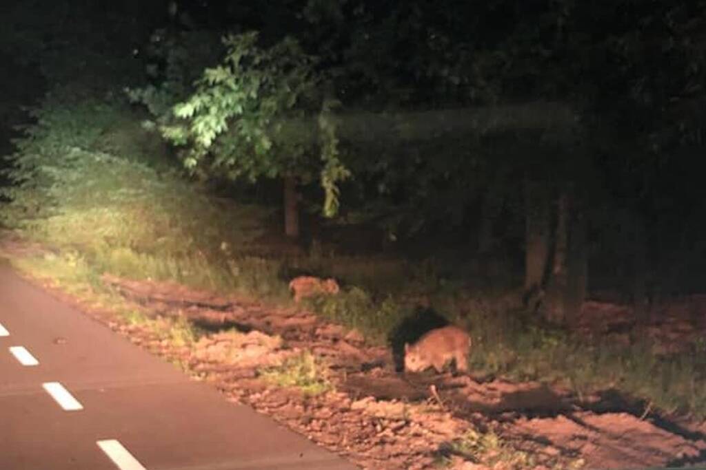Stel durft donkere bos niet uit te komen