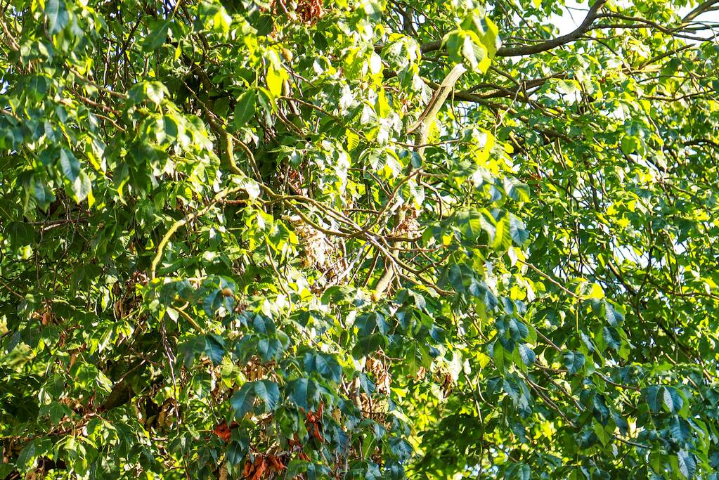 Los hangende takken verwijderd