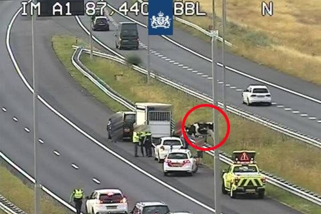 Koe in de middenberm snelweg