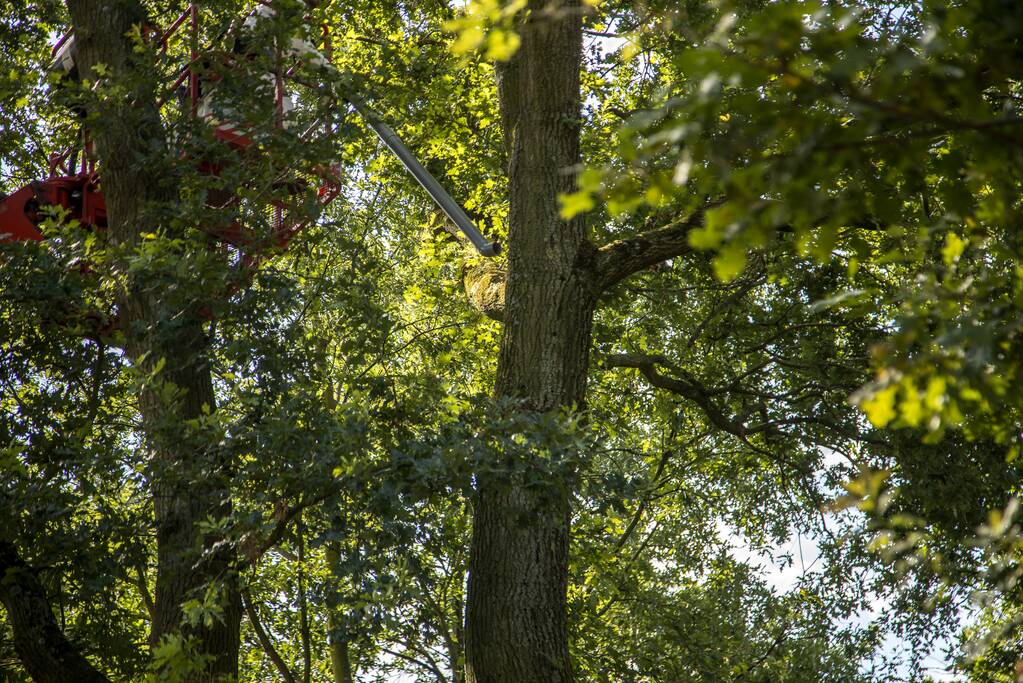 Bestrijders eikenprocessierups volop bezig