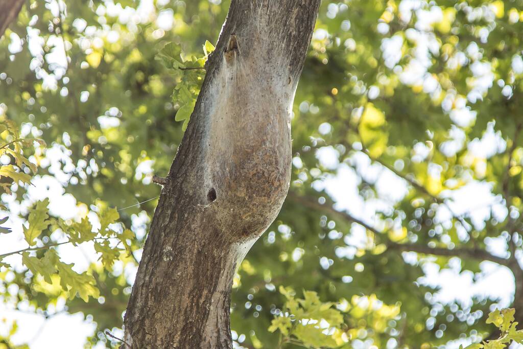 Bestrijders eikenprocessierups volop bezig