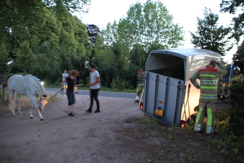 Paardentrailer met paarden belandt in de sloot