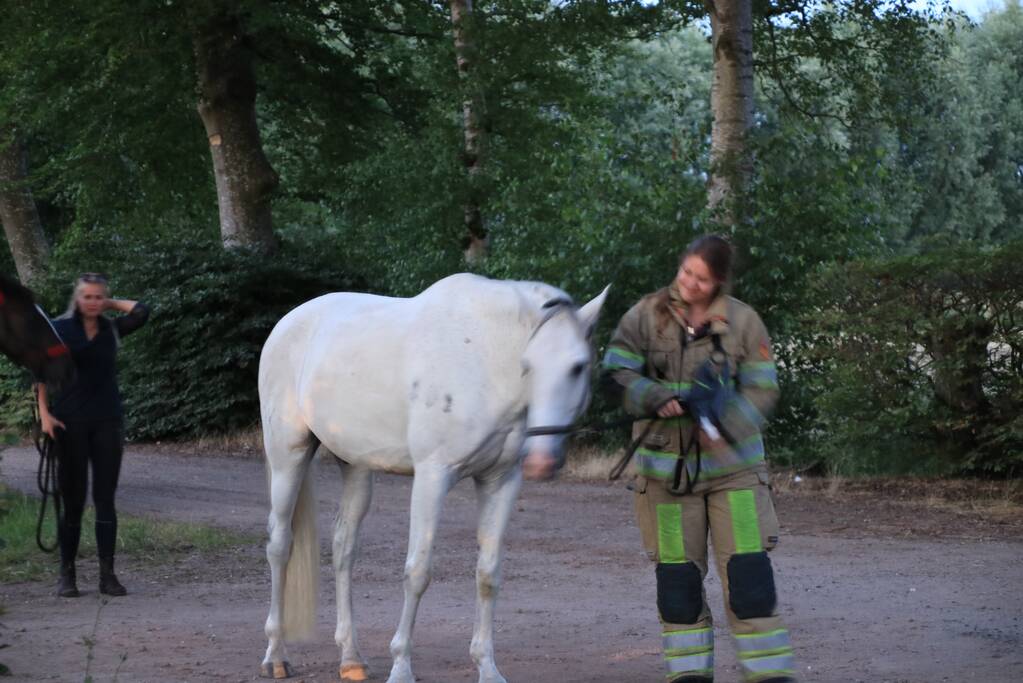 Paardentrailer met paarden belandt in de sloot