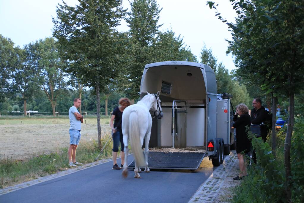 Paardentrailer met paarden belandt in de sloot