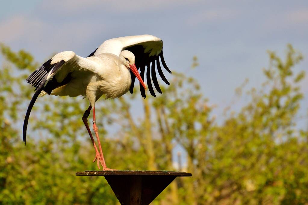 Gratis naar DierenPark Amersfoort voor kersverse moeders