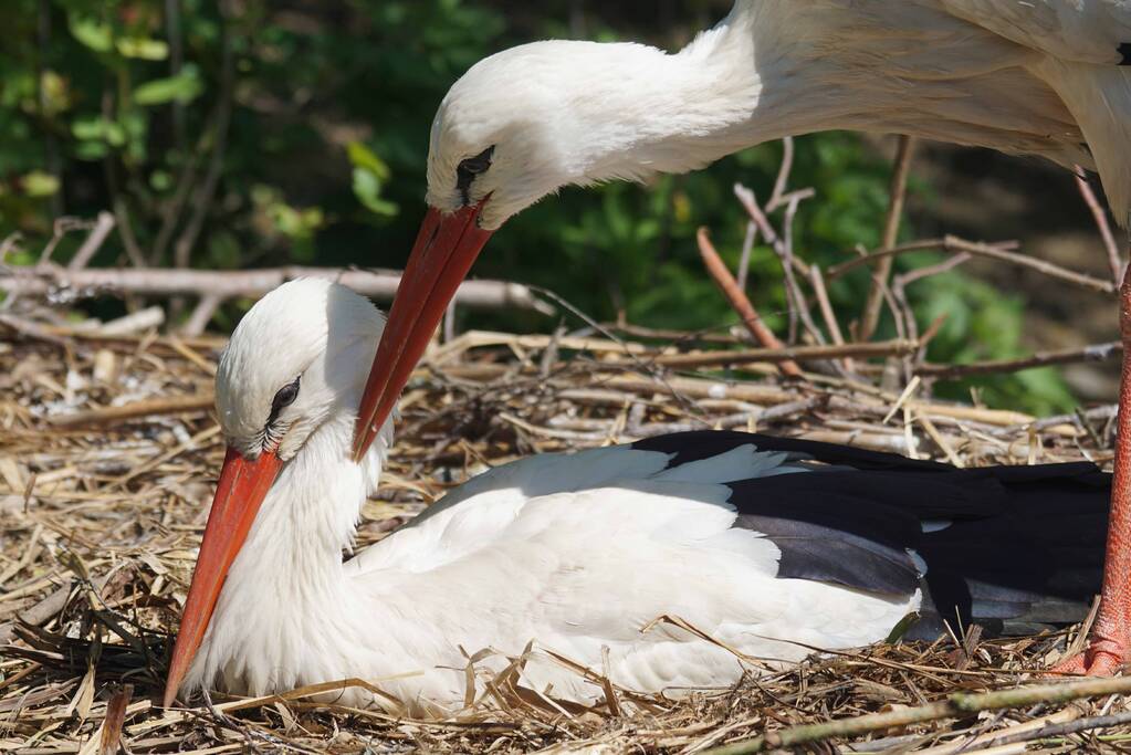 Gratis naar DierenPark Amersfoort voor kersverse moeders