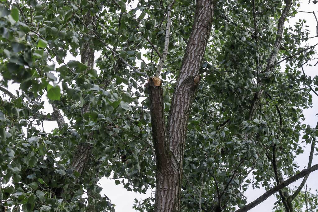 Afgebroken tak zorgt voor flinke schade