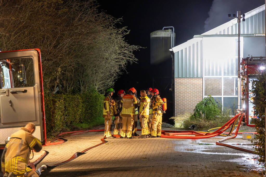 Honderden koeien gered bij uitslaande brand