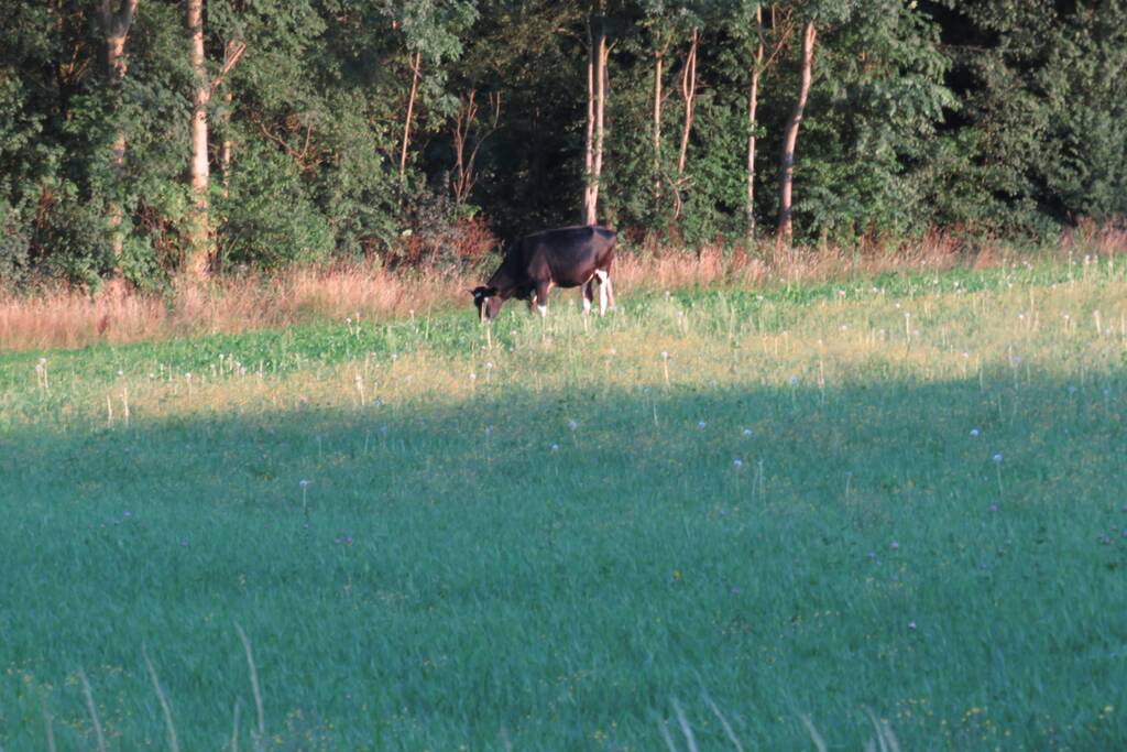 Losgebroken koe langs oprit naar Amersfoort