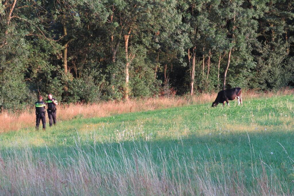 Losgebroken koe langs oprit naar Amersfoort