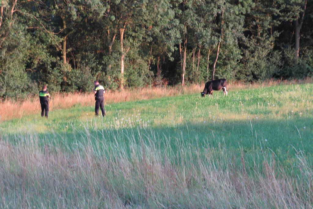 Losgebroken koe langs oprit naar Amersfoort