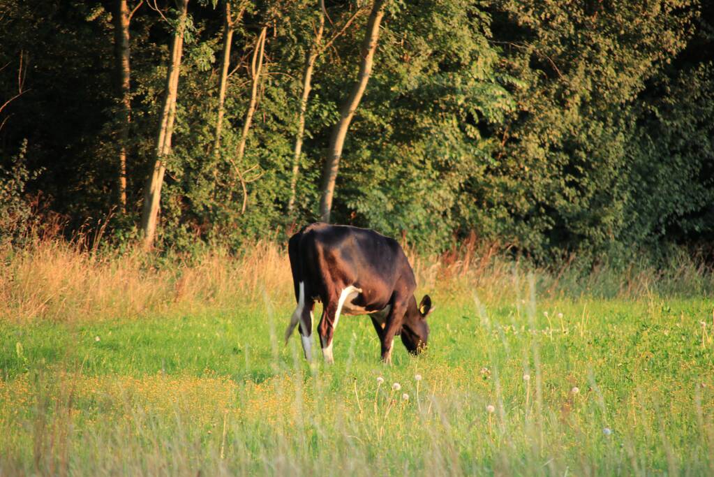 Losgebroken koe langs oprit naar Amersfoort