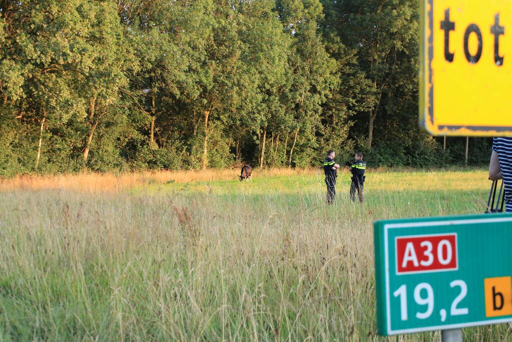 Losgebroken koe langs oprit naar Amersfoort