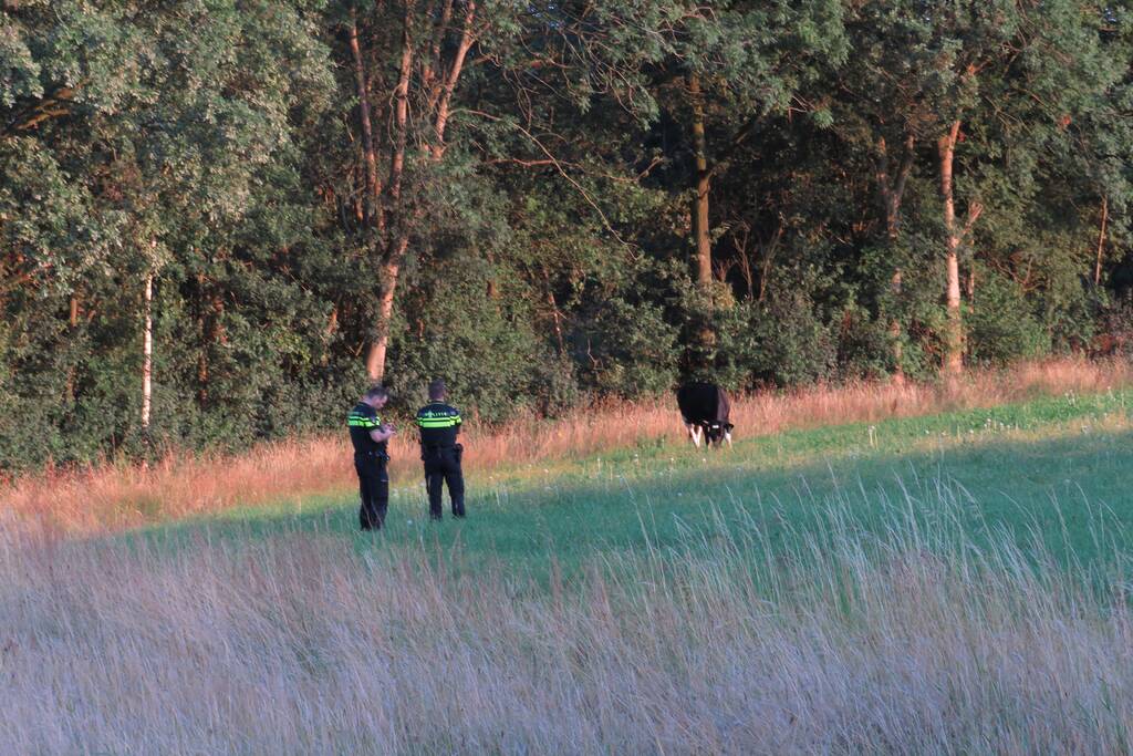 Losgebroken koe langs oprit naar Amersfoort